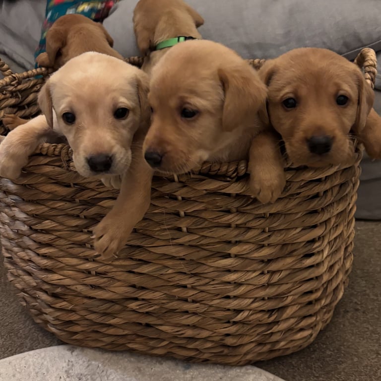 Red fox Labrador puppies for sale 