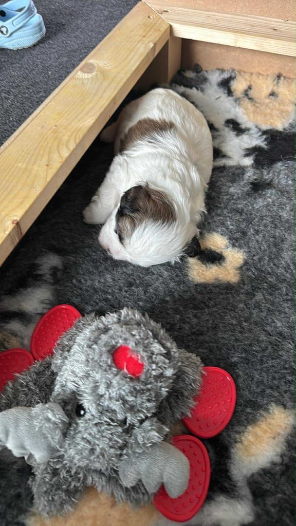 Toy Shihpoo