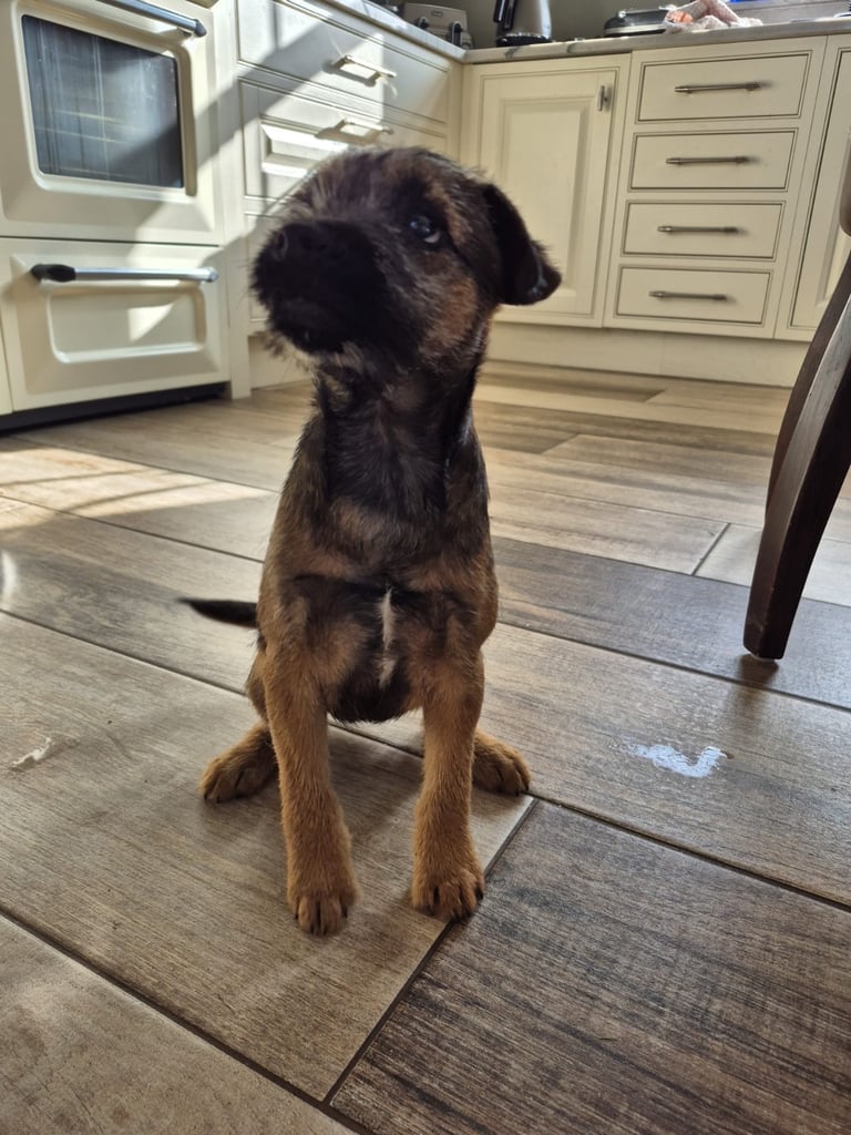 Border terrier 
