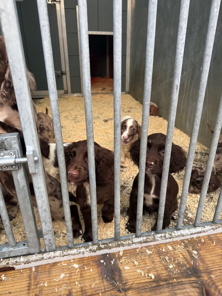 English Cocker spaniel puppies 
