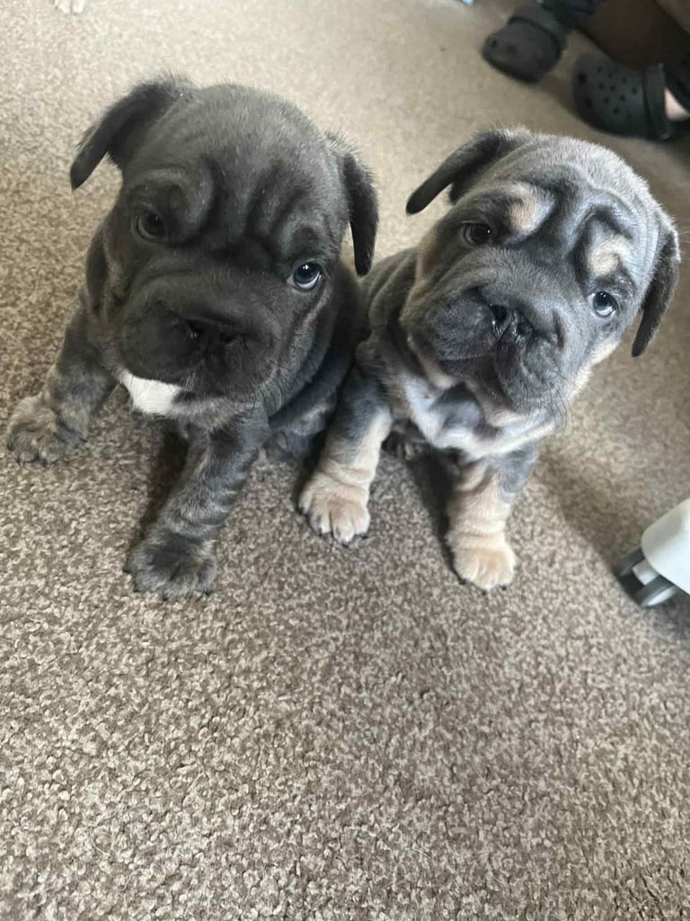 Only 3 boys left, 5 ⭐️ French bulldogs carrying fluffy 😍