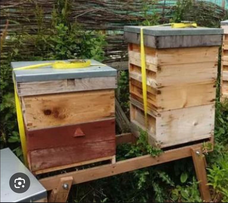 Bee hives for sale