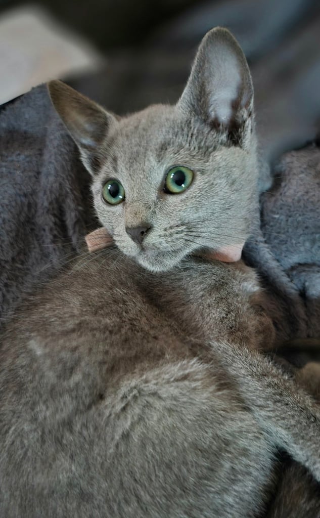 RB kittens, 3 m.o. , N.London 