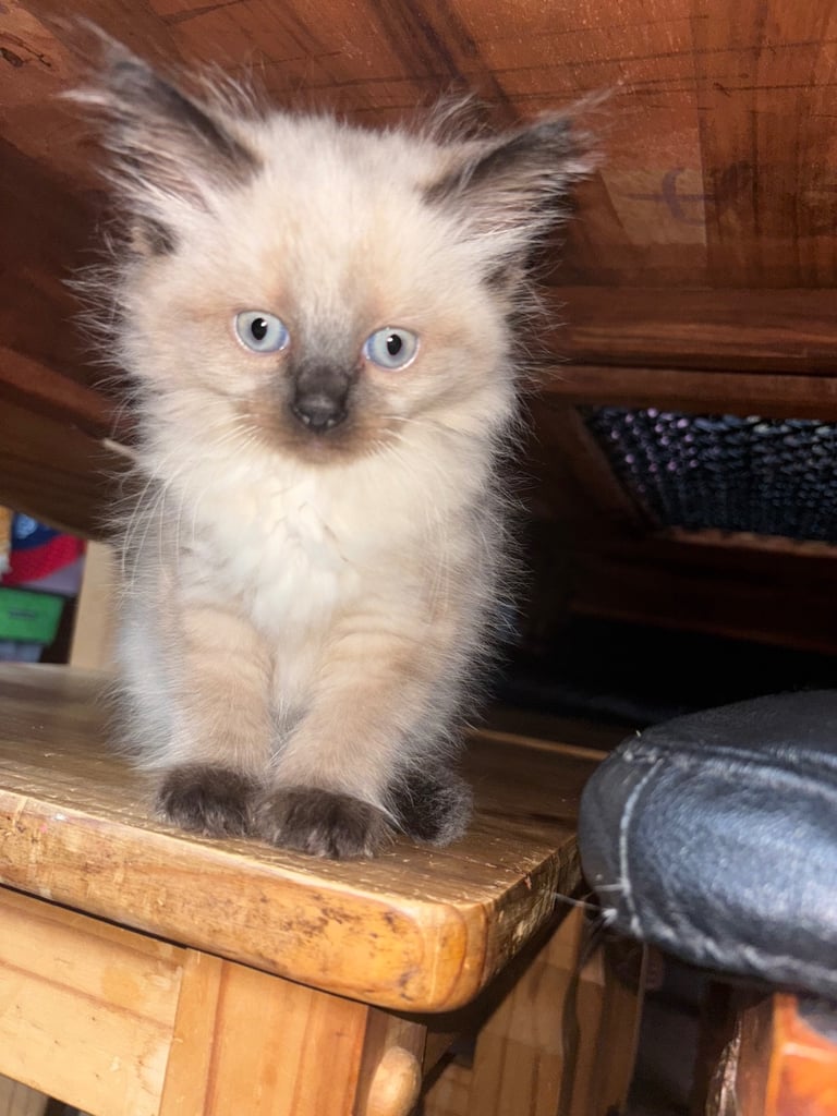 Female ragdoll kitten 10 weeks