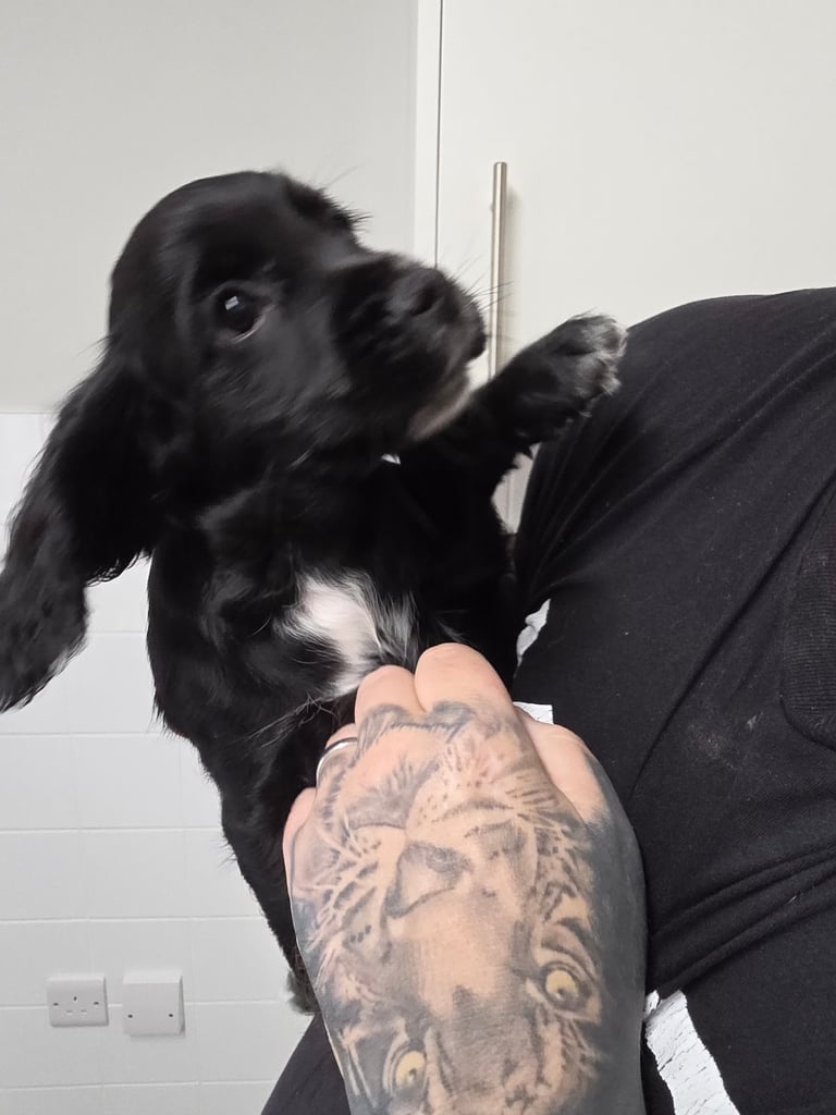 Male cocker spaniel pup