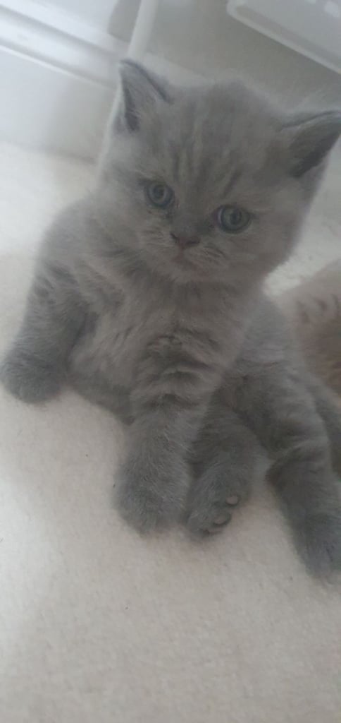 image for Beautiful british shorthair kittens