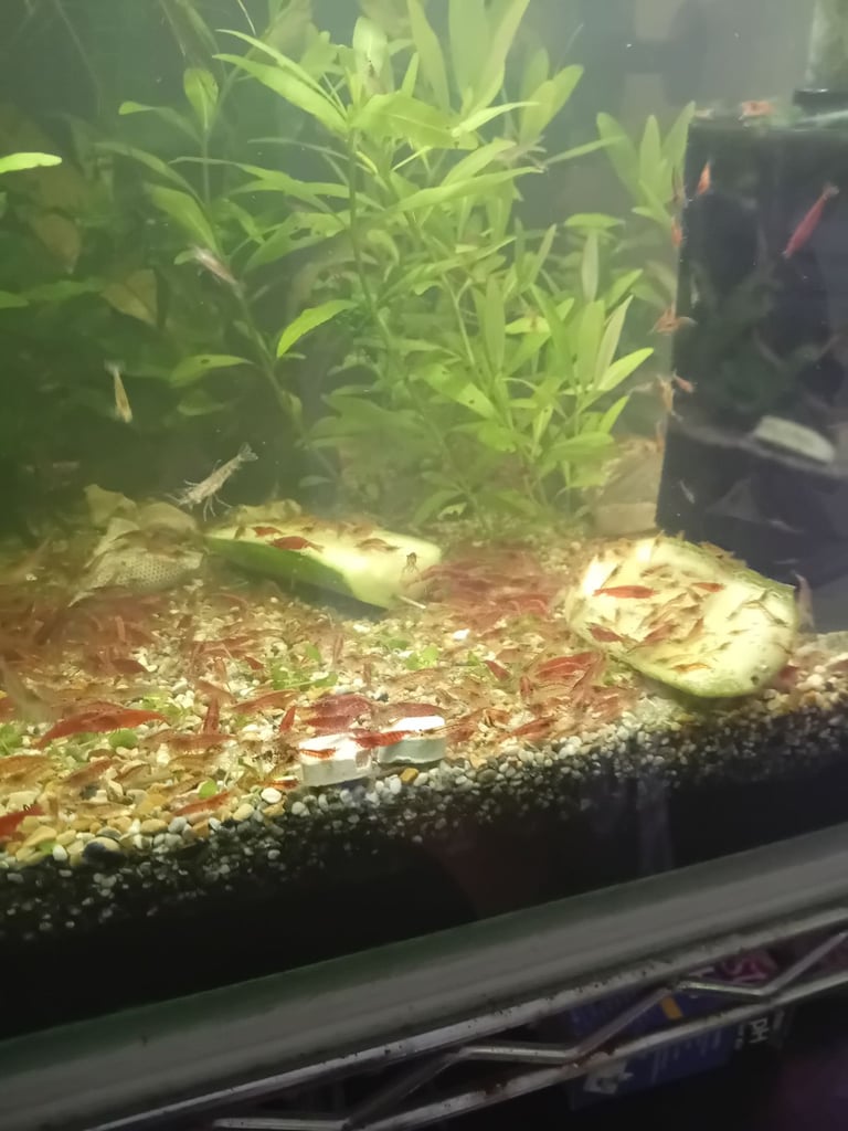 Yellow goldback shrimp