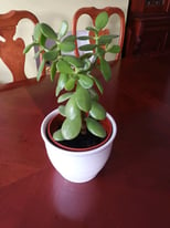 Succulent money plant with ceramic pot