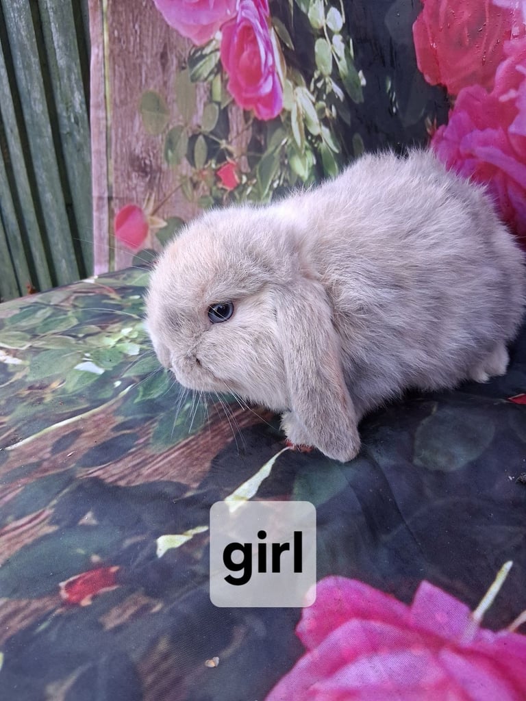Mini lop baby rabbits