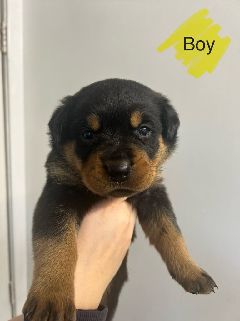 8 Rottweiler pups-4 LEFT!!