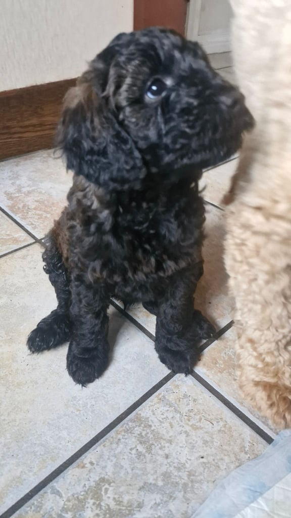 Cockapoo pups (K2)