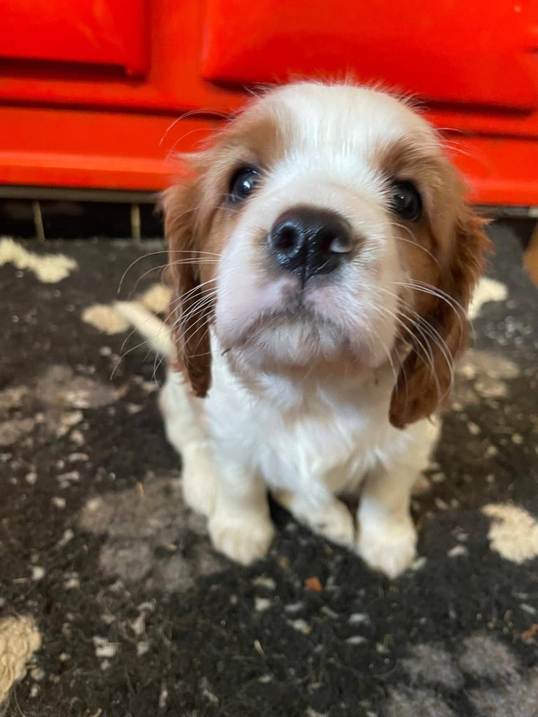image for Beautiful Cavalier King Charles KC Registered Puppies