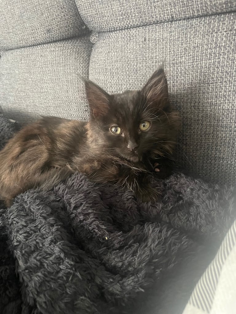 Beautiful Girl kitten