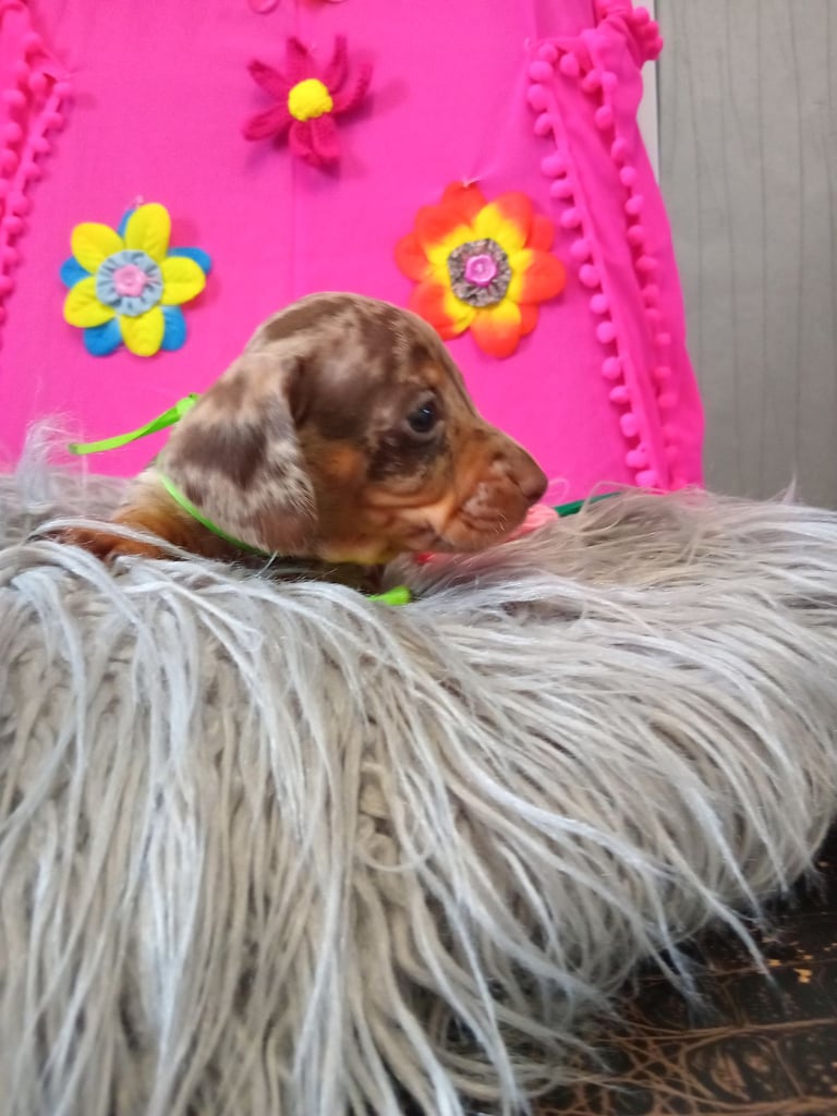 3 miniature duschund 🐶 puppies 