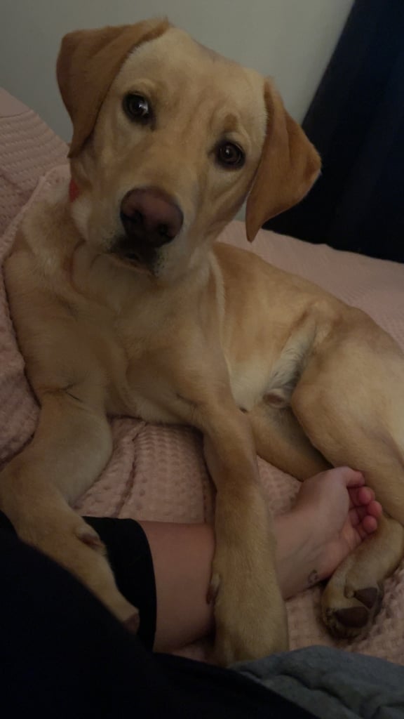 9 month old Labrador 