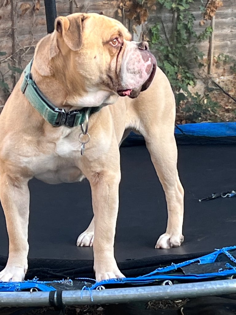 Old english bulldogge