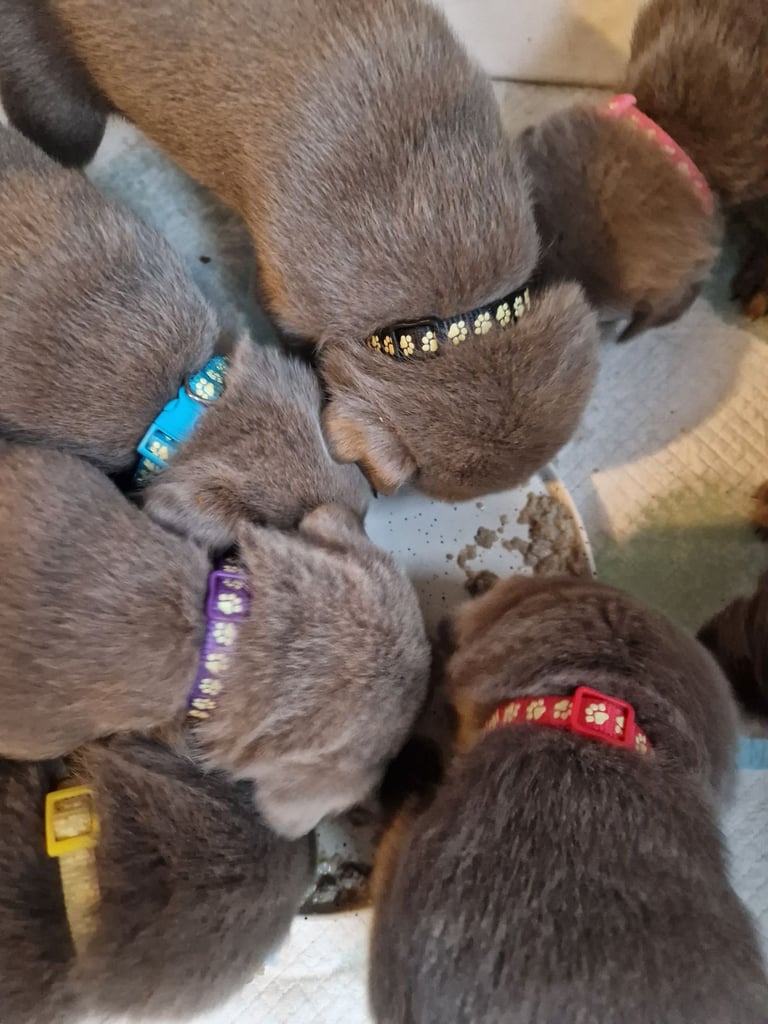 Silver labrador's KC