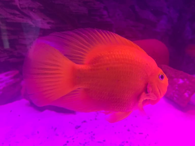 Parrot fish 9