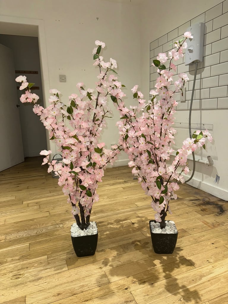 image for Cherry blossom trees