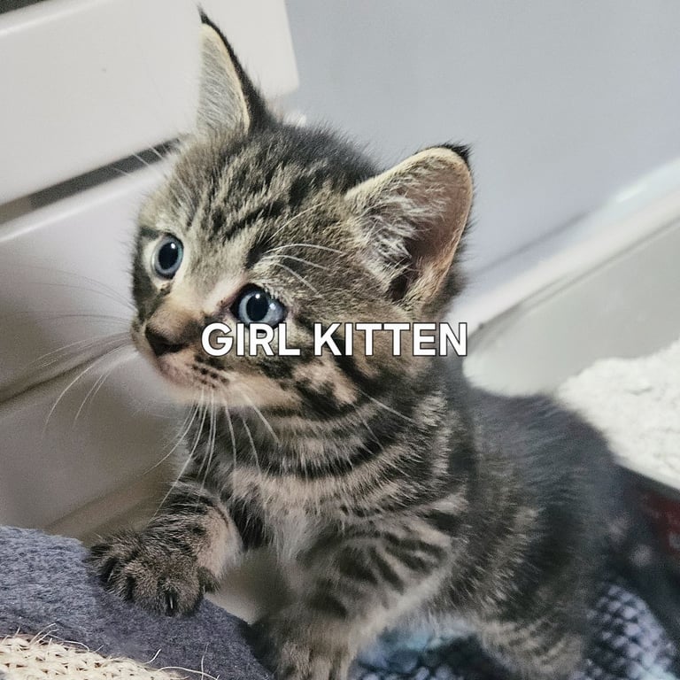  Siberians  long haired kittens 😸  2 GIRLS 1 BOY 