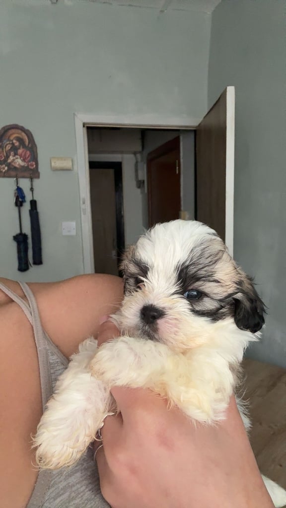 🐾 Shih Tzu – Bichon puppies for sale 🐾