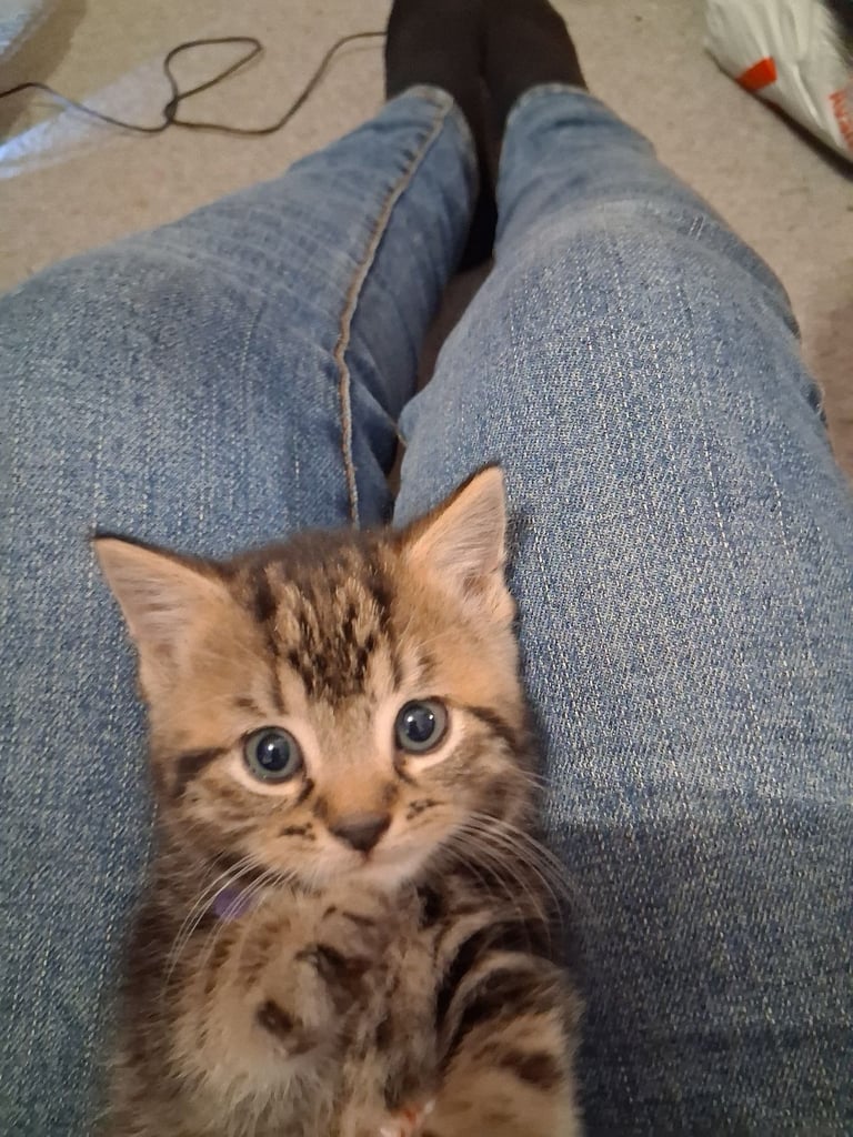 Kittens 
