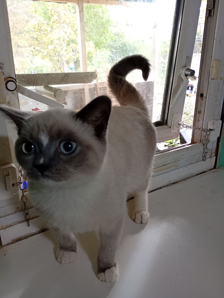 Full British Shorthair kittens
