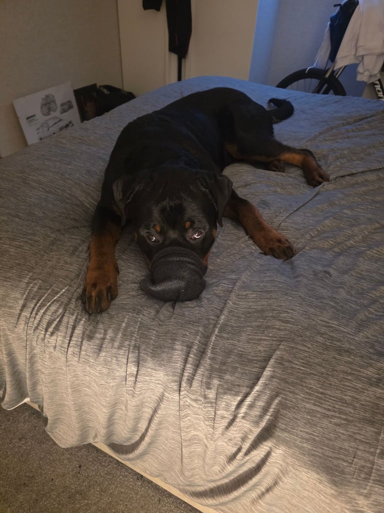 Rottweiler  pup 