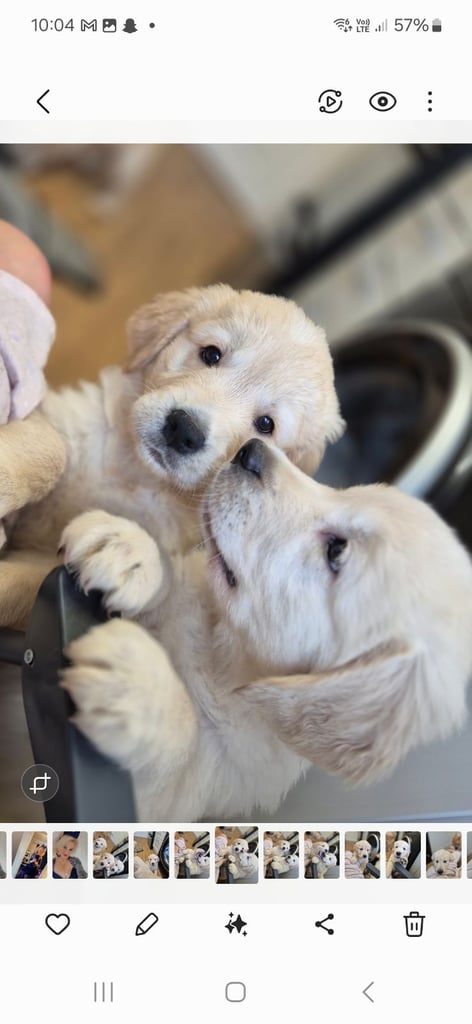 Golden retriever puppies 