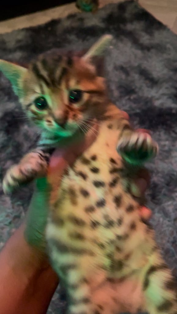 Bengal kittens ready for rehoming