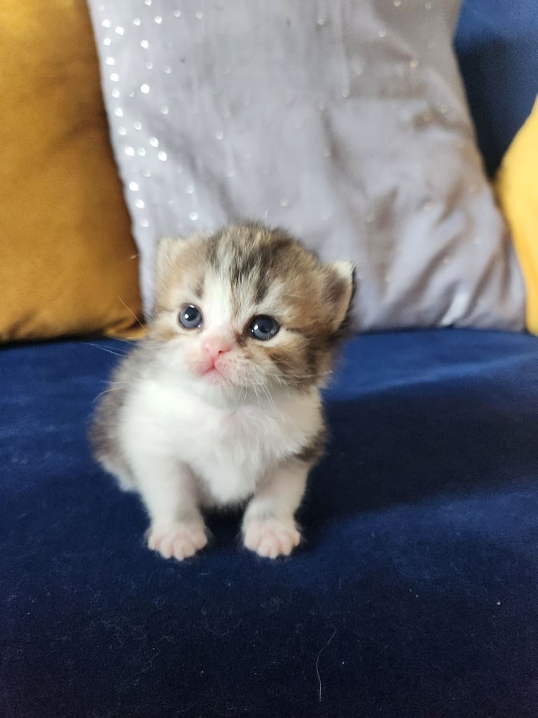 Pure persian doll face chinchilla kitten 