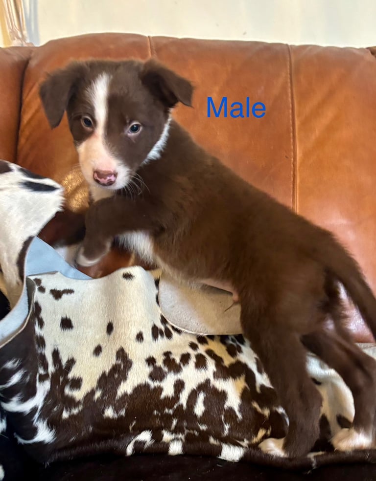 Stunning Merle Border Collie puppies.