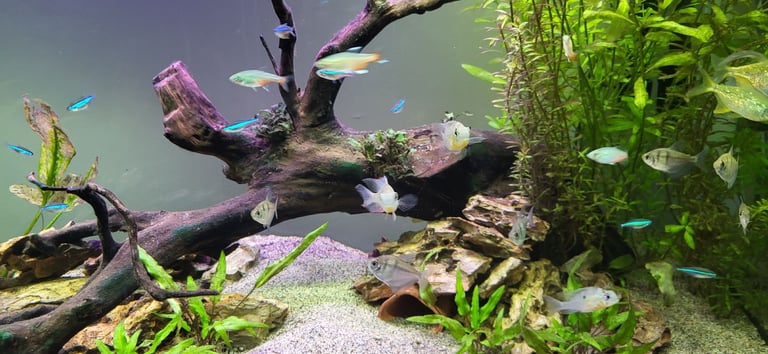 200L Fish Tank