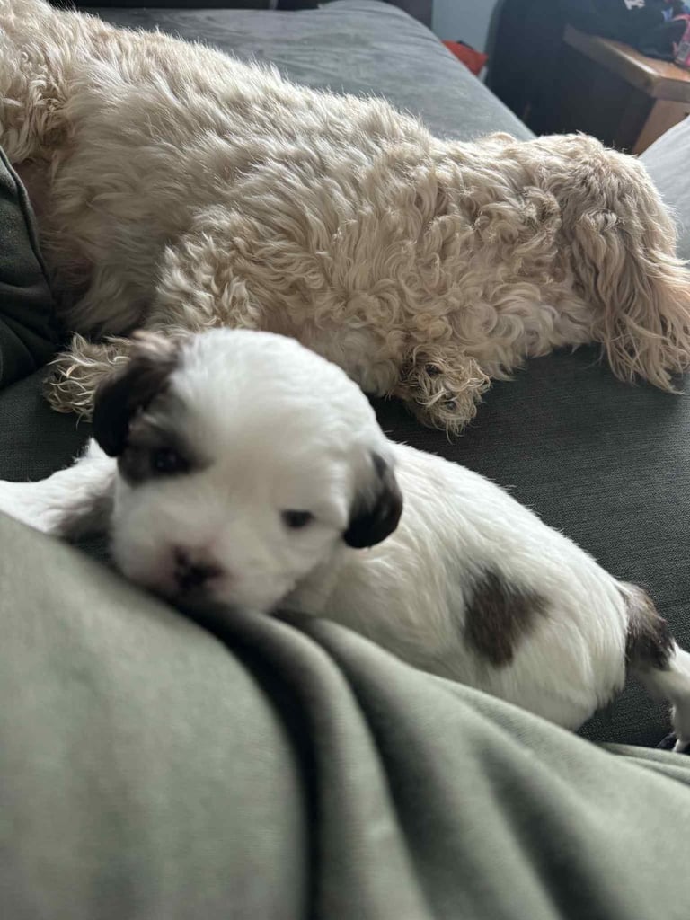 Toy Shihpoo
