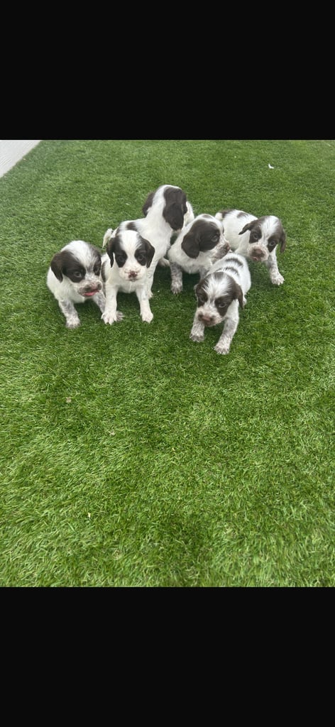 Cocker spaniel puppies4girls1boy left  READYTOLEAVE