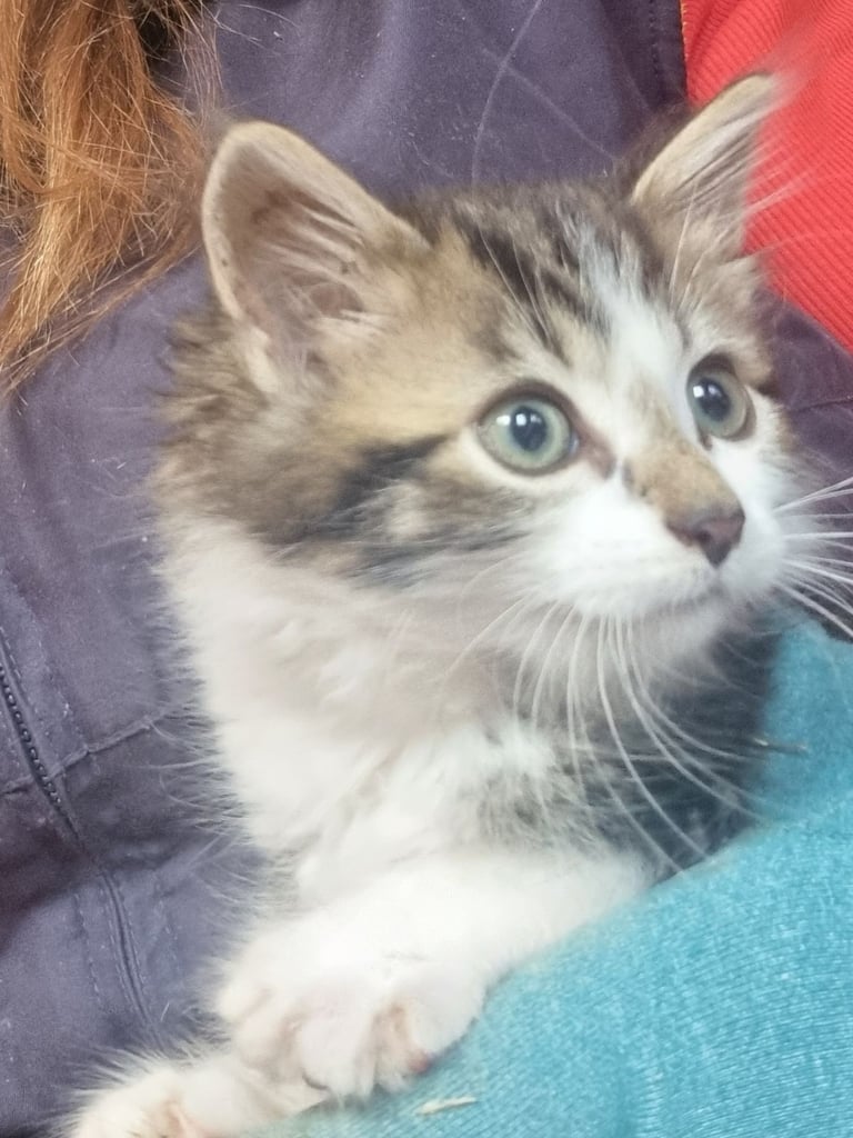 Two semi lomg kittens