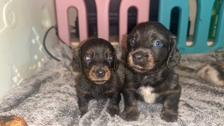 Longhaired dachshund puppy boy 