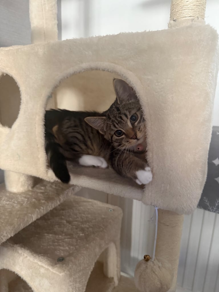 3 month old female tabby kitten for sale