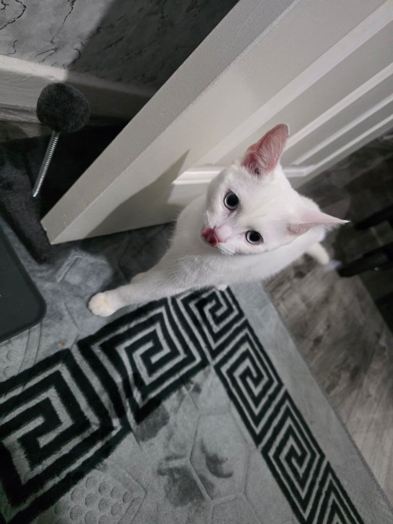 Turkish angora female kitten