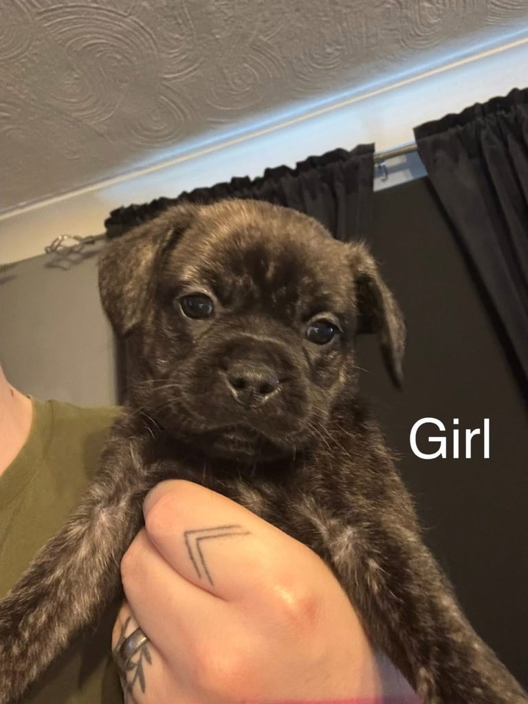 Pug puppies for sale