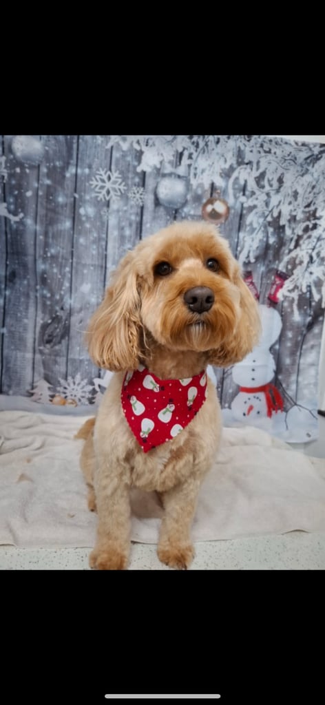 F2 cockapoo puppies for sale