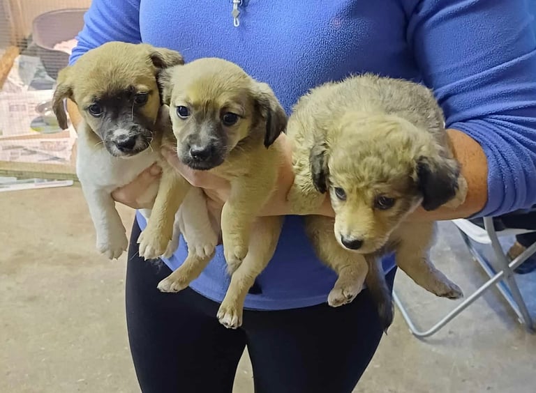 Puppies