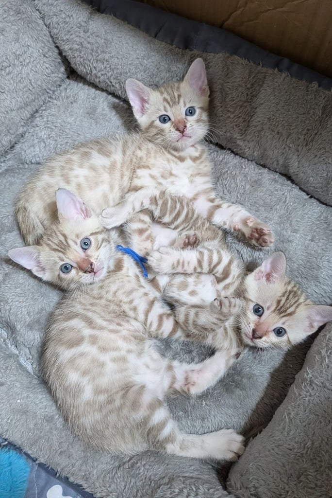 Registered Bengal kittens