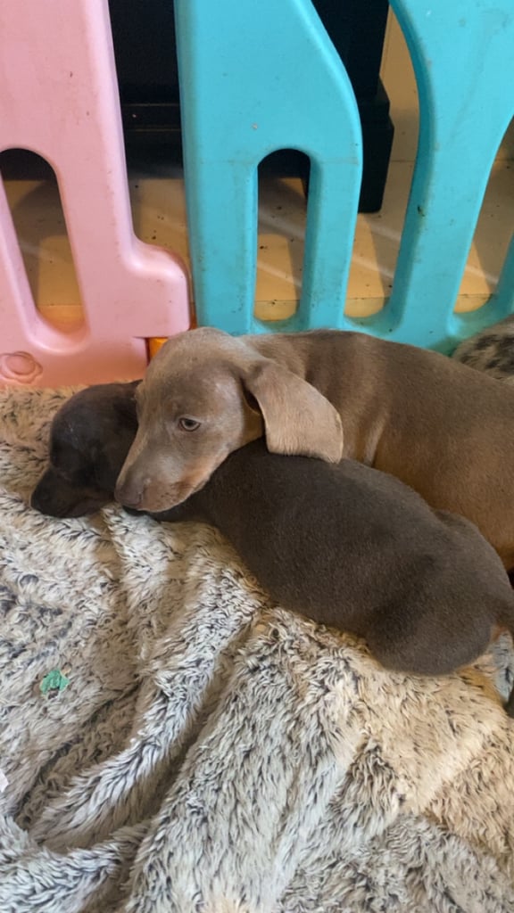 Dachshund puppies ready 20th novemeber 