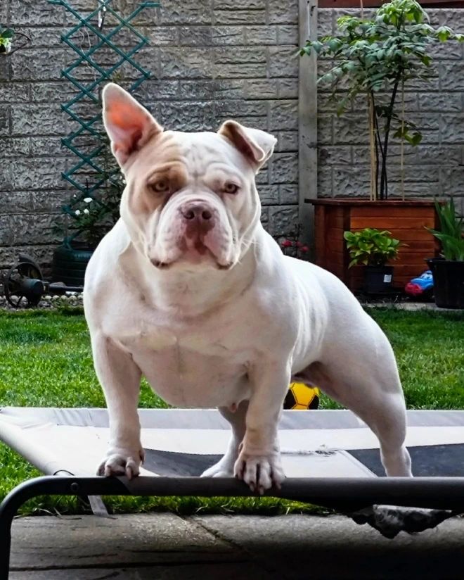 American Pocket ⭐⭐⭐⭐