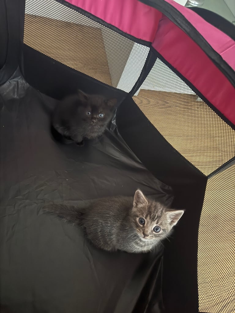 Kittens 