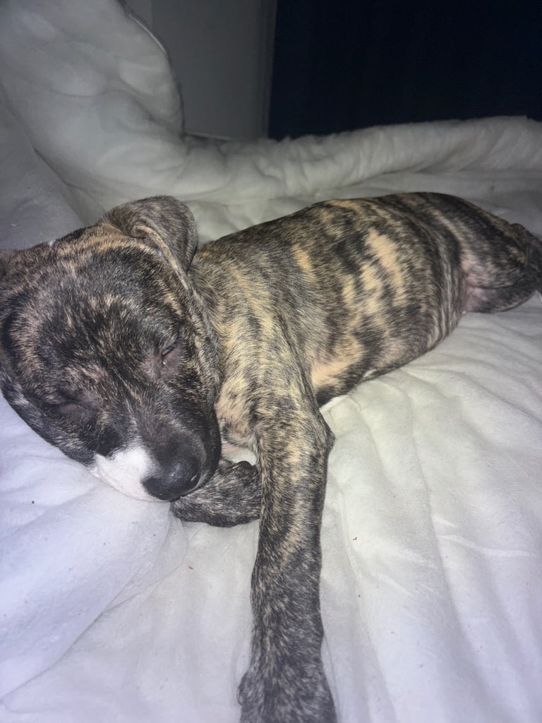 Staffy 
