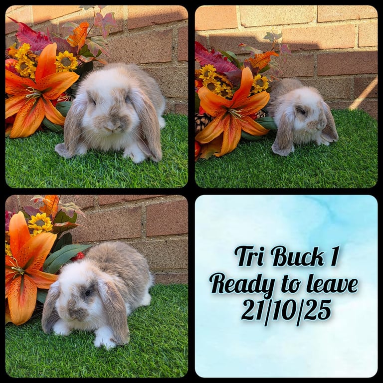 image for Fully Pedigree French Lops