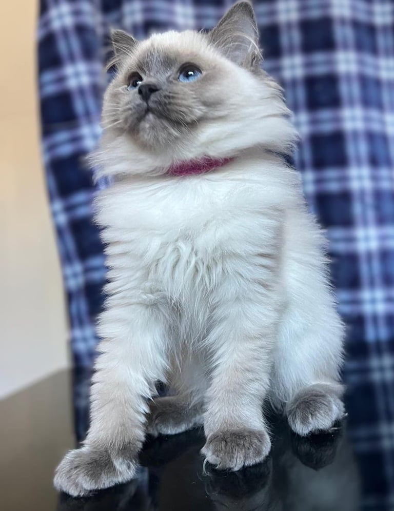 1 Adorable Ragdoll Boy left & Looking for Their Loving Home 