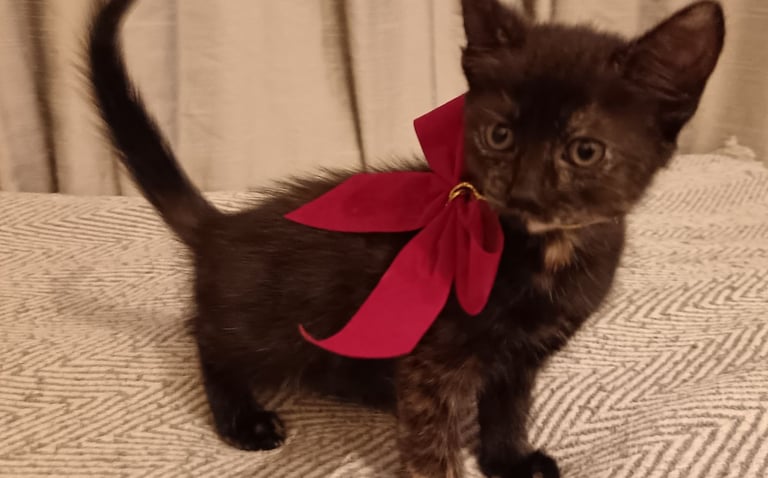image for Beautiful Kittens